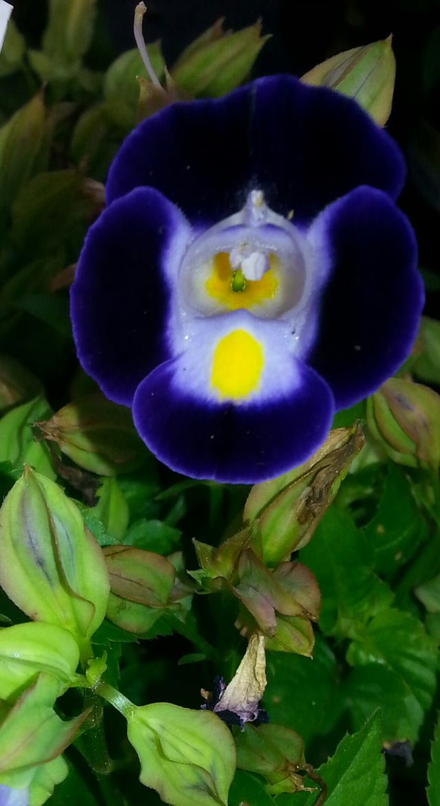 nature