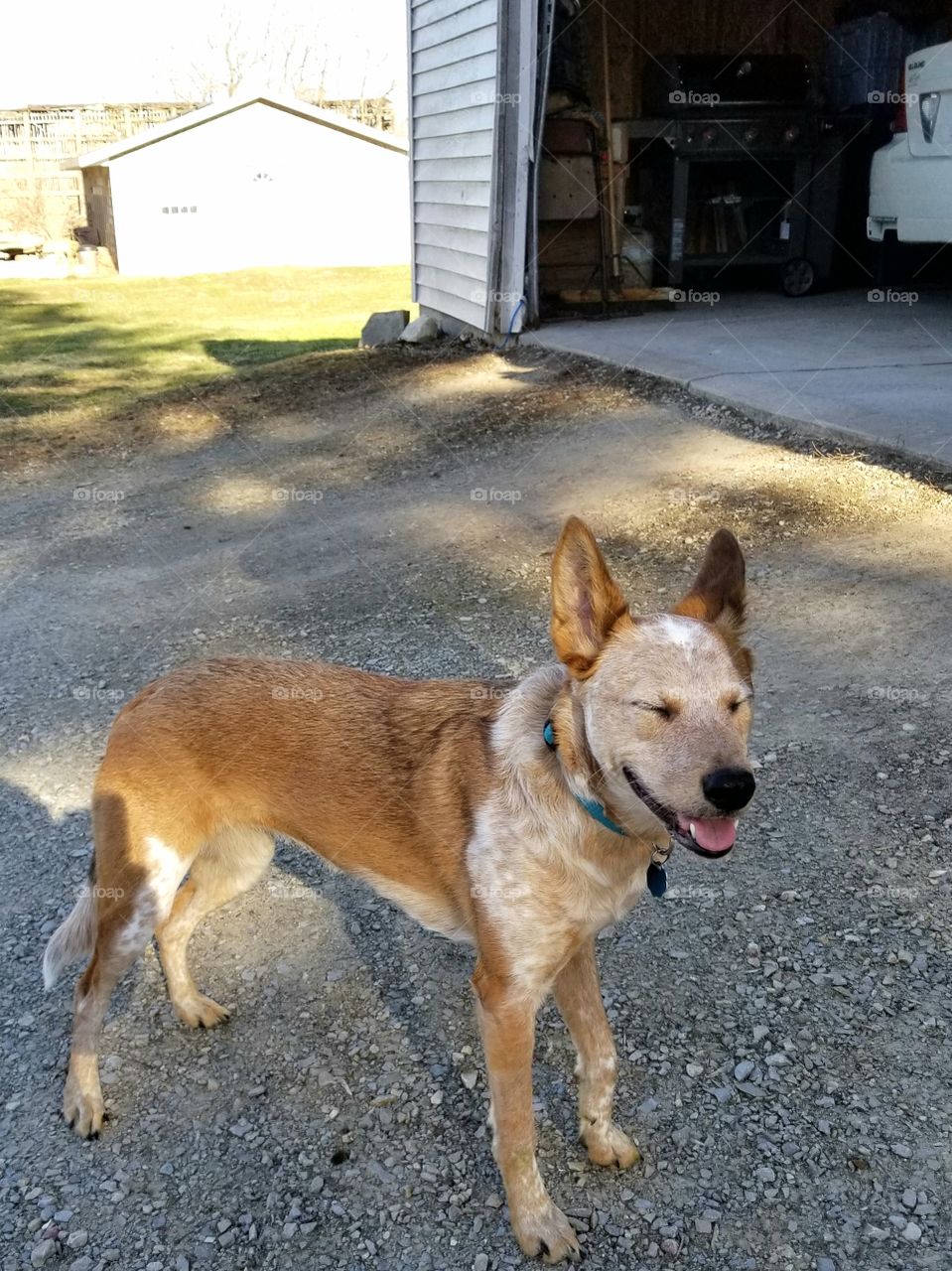 Happy, Happy Canine