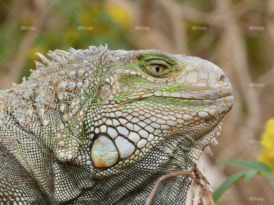 Lizard Portrait Close-Up