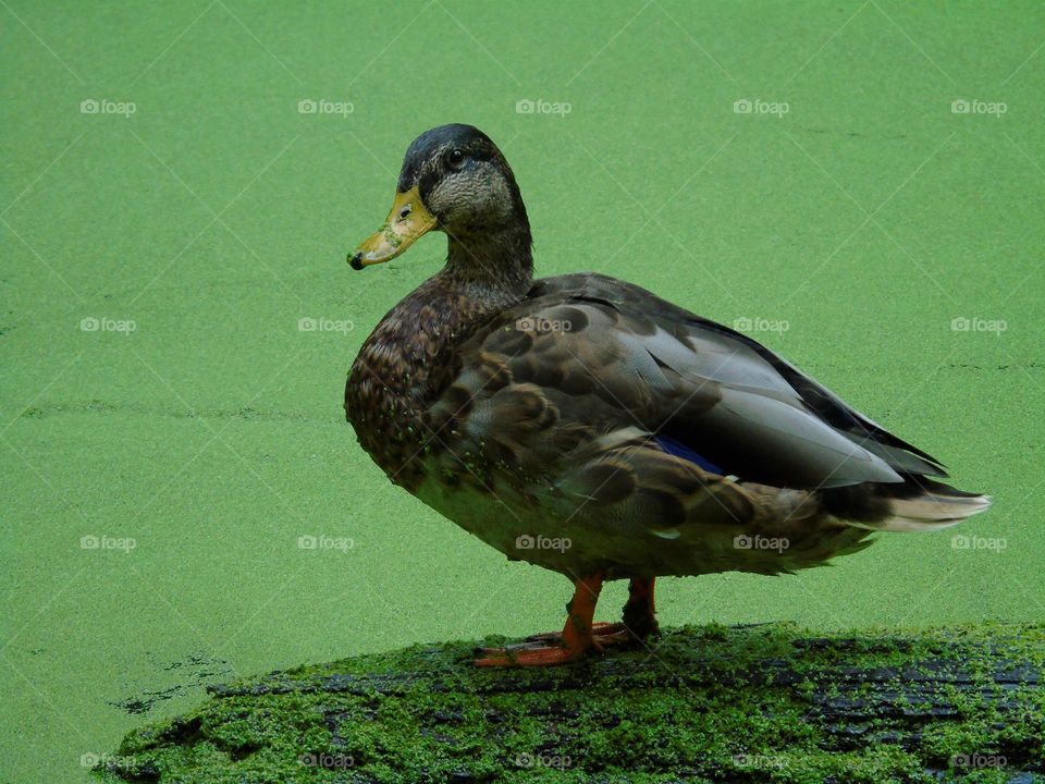 Nice pose, duck sorrunded by duckweed, Needham Lake