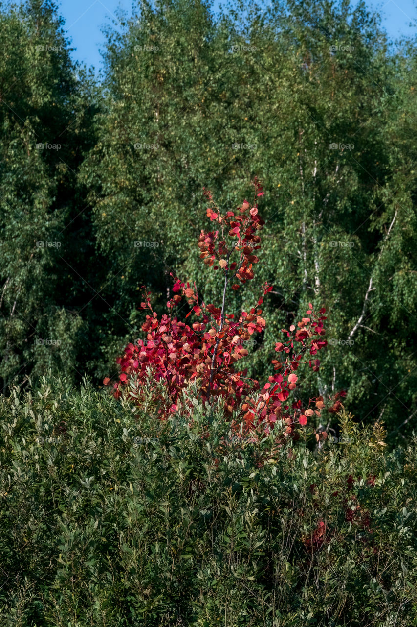 Red leaves.