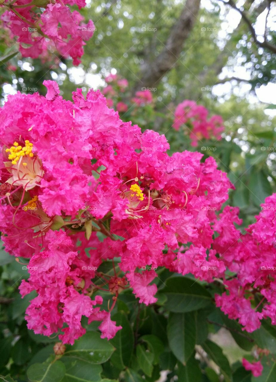 Crape Myrtle Bloom