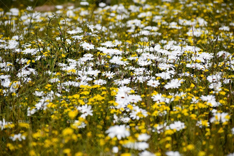 Field of yellow and white flowers