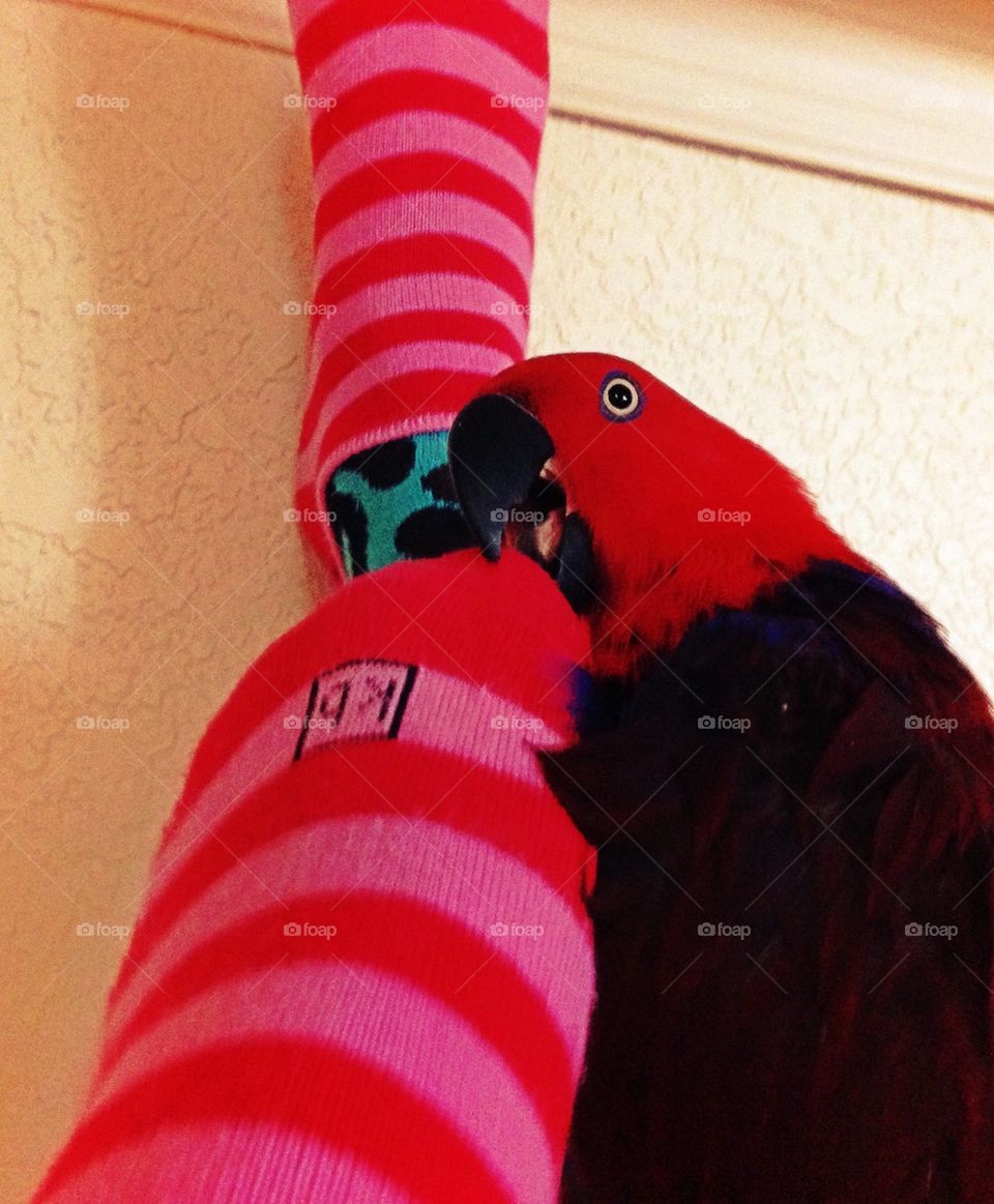 Feet and Parrot