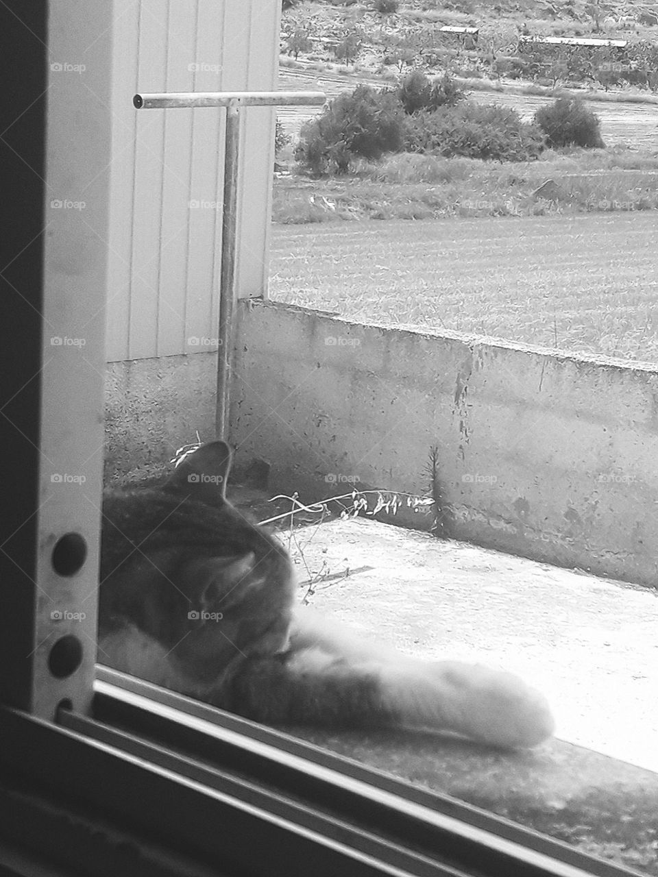 black and white picture