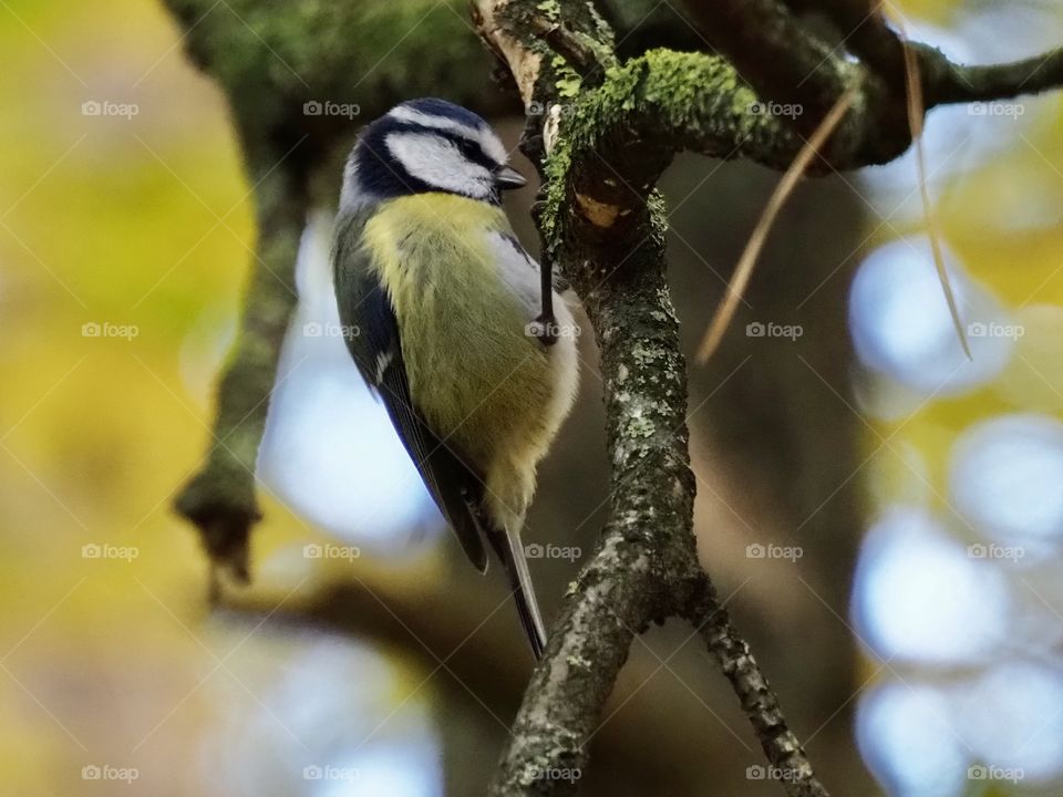 Blue tit