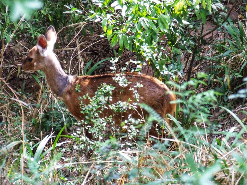 Beautiful muntjac in the forest