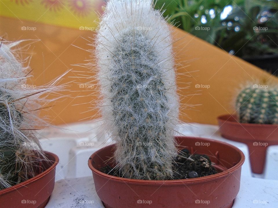 cactus