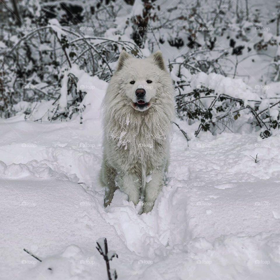 Close-up of a white furred dog walking in the snow. The dog appeared wet and his fur was clumped together from the humidity