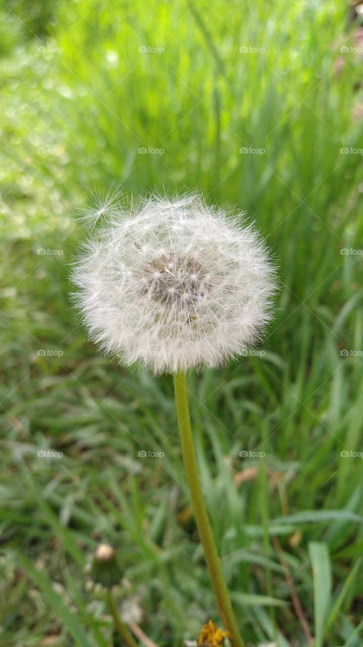 Dandelion