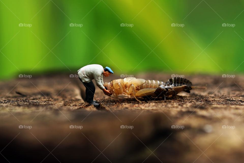 Miniature figure and cricket shedding exoskeleton