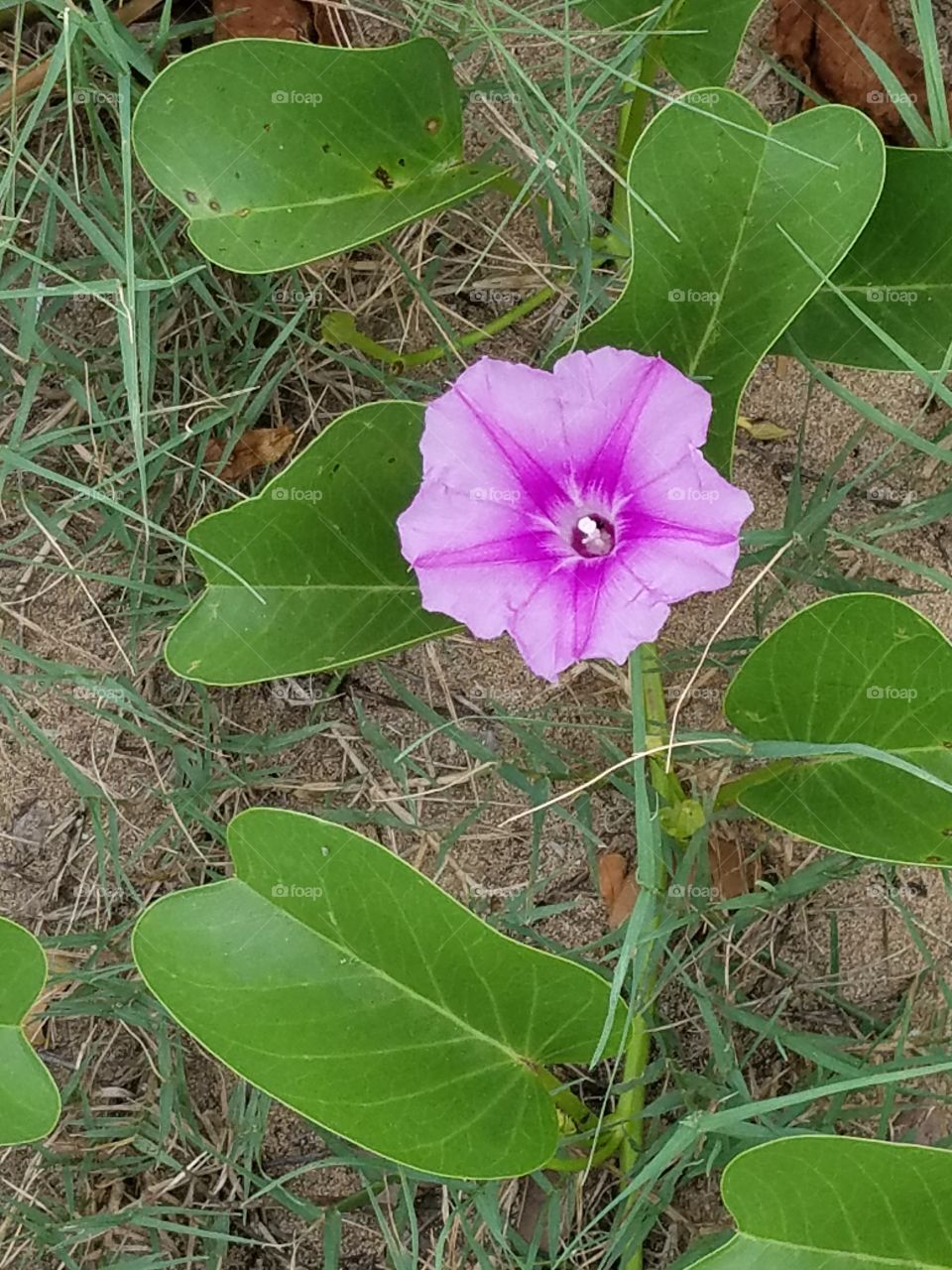 Beach flower on Maui