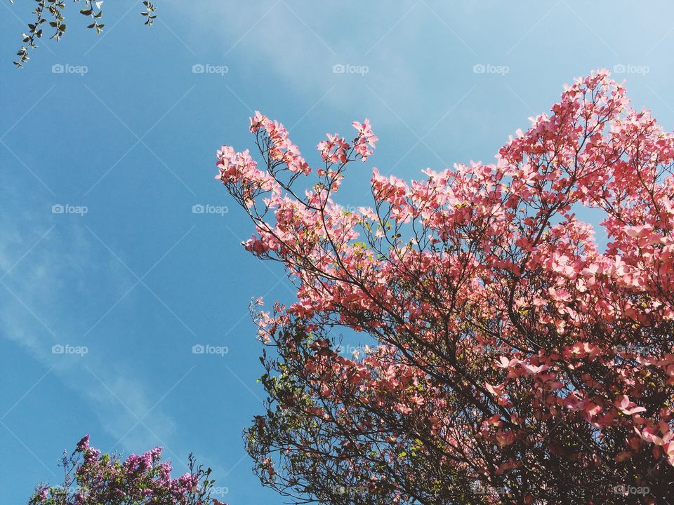 Spring time. Spring time in Seattle 