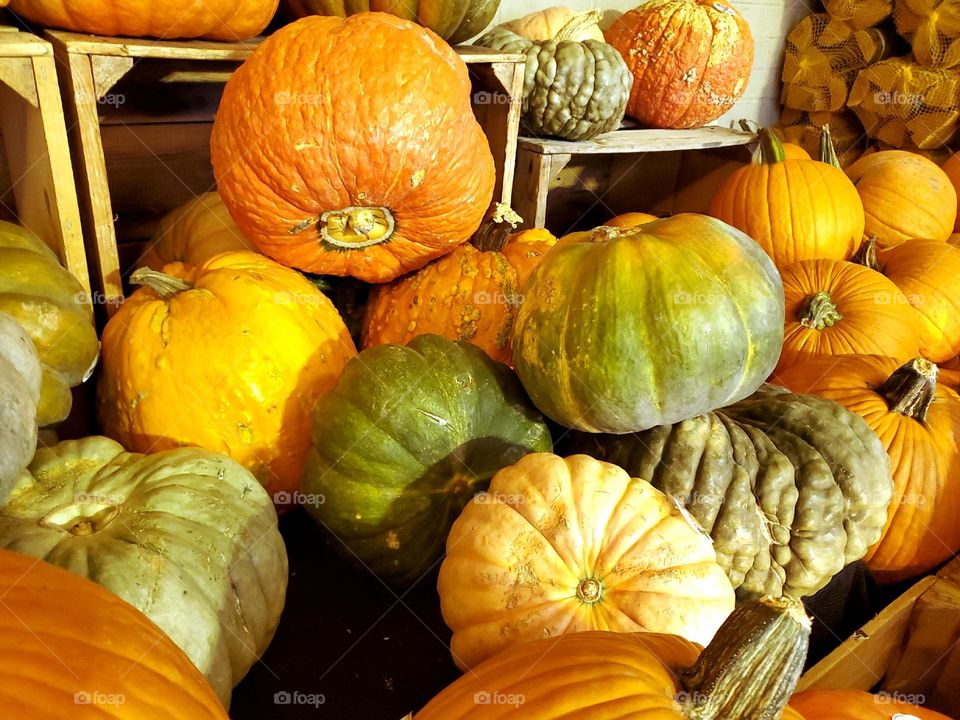 Colorful variety of fall pumpkins