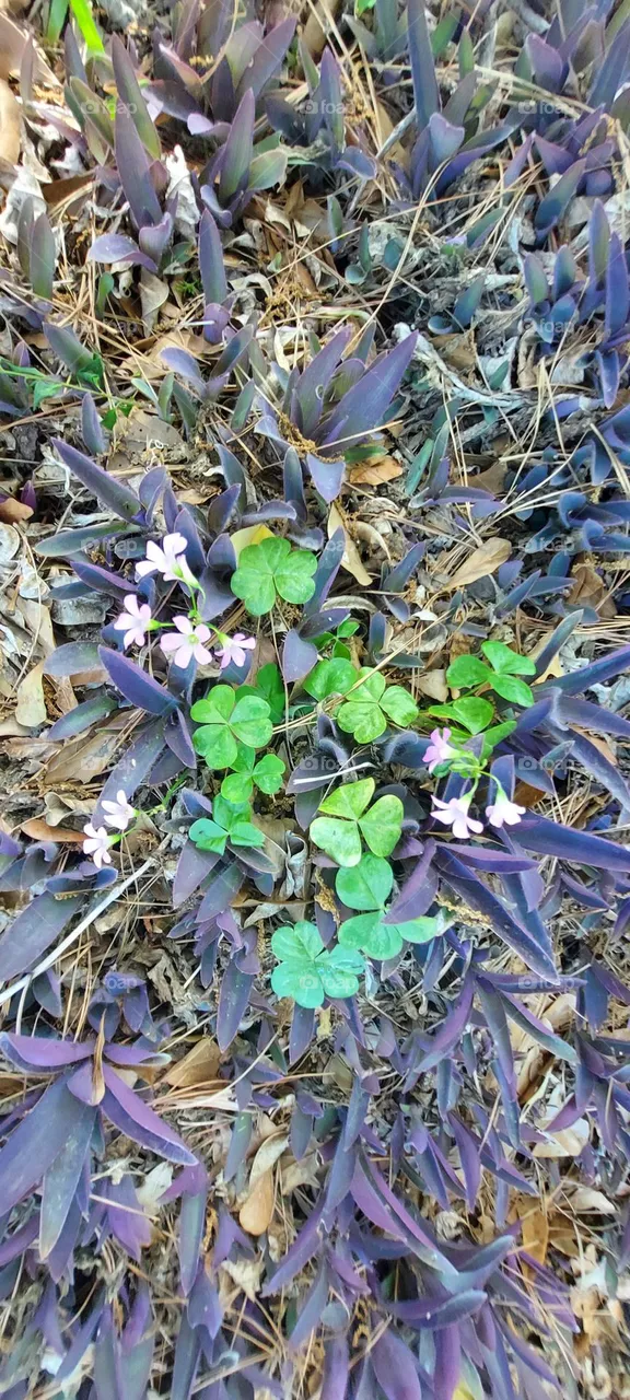 Plants