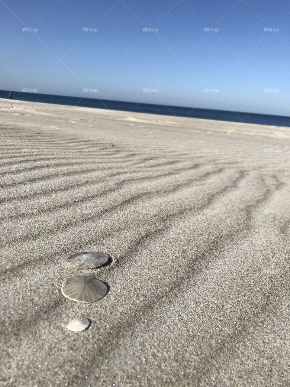 Sand dollars on beach 