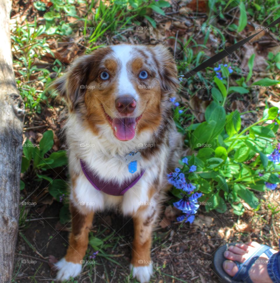 Dog With Bluebells