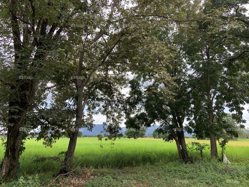 The stories of the nature, Countryside (Thailand)