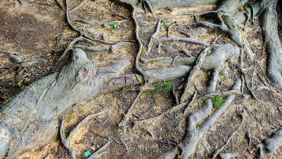 You got the Roots, Baby- The roots of big trees down by the river.