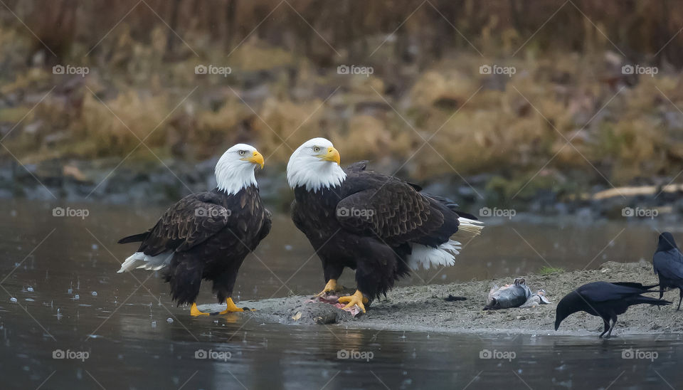 Male and female bald eagles