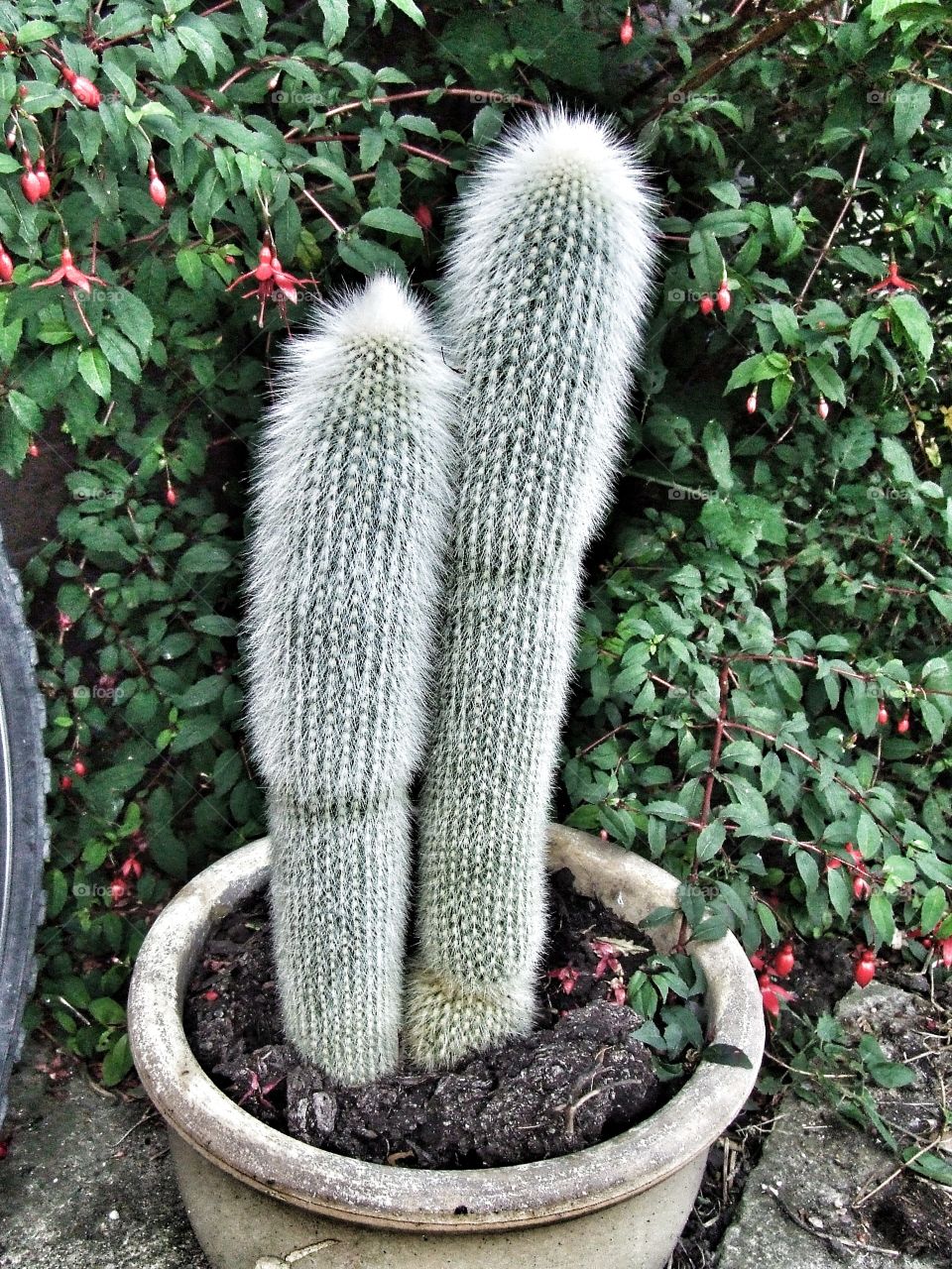 Cactus