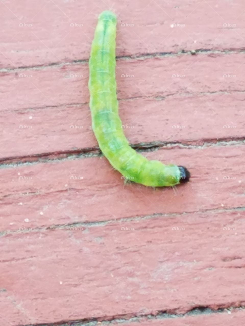 Sherwood Forest Faire pic set