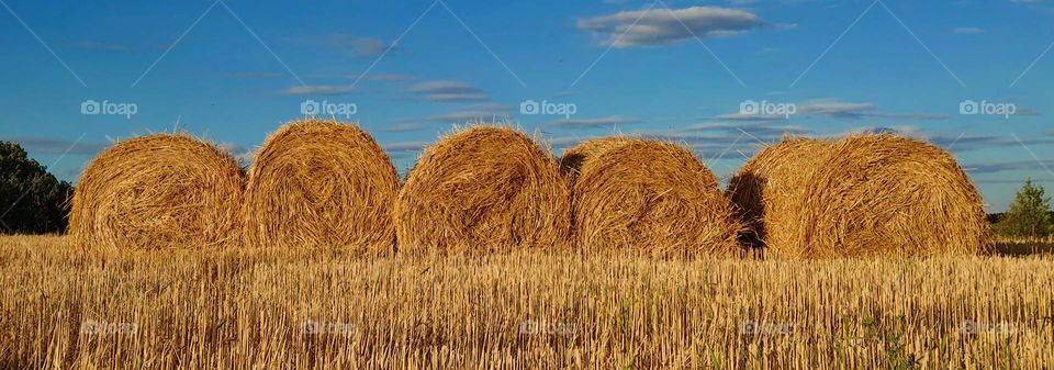 🌾Rollers of hay🌾