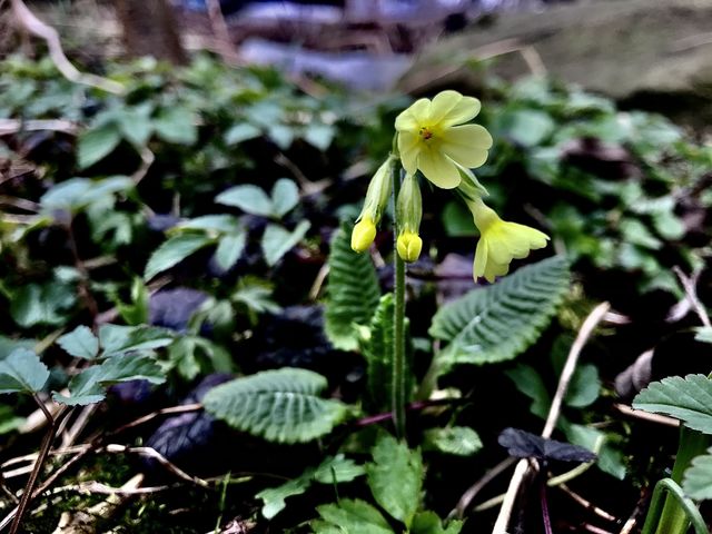 Flower spring
