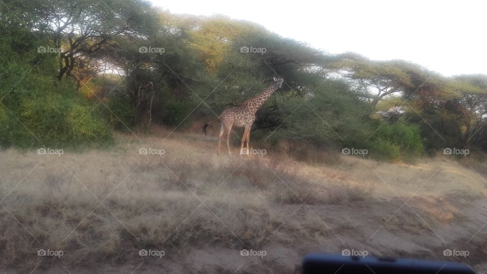 Beautiful giraffe at lake manyara National parks Tanzania