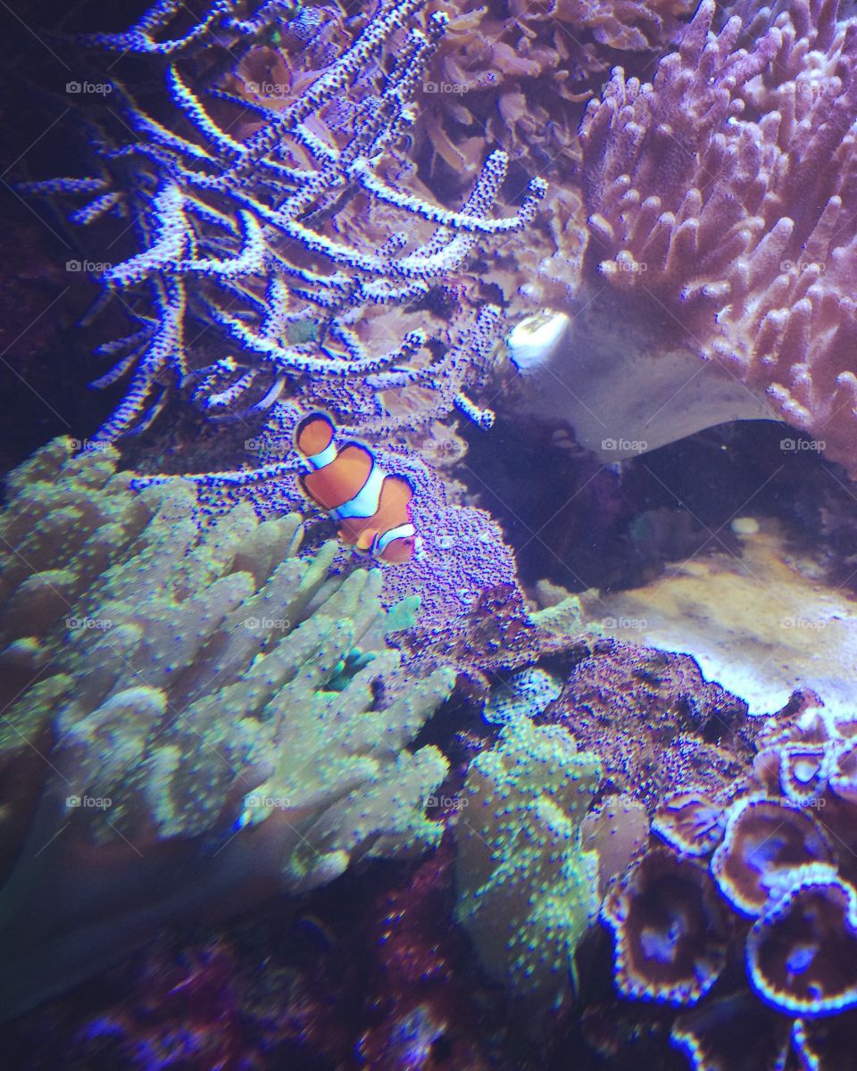 Underwater, Coral, Fish, Reef, Ocean