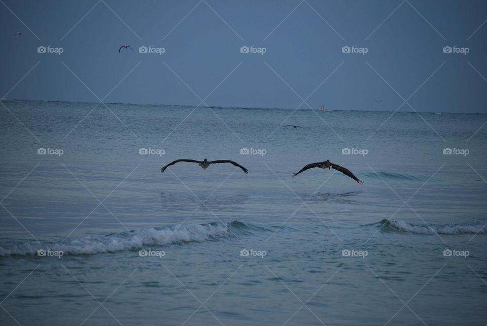Pelicans flying over the water 