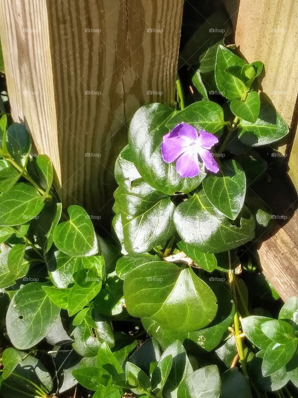 periwinkle blooming near a fence