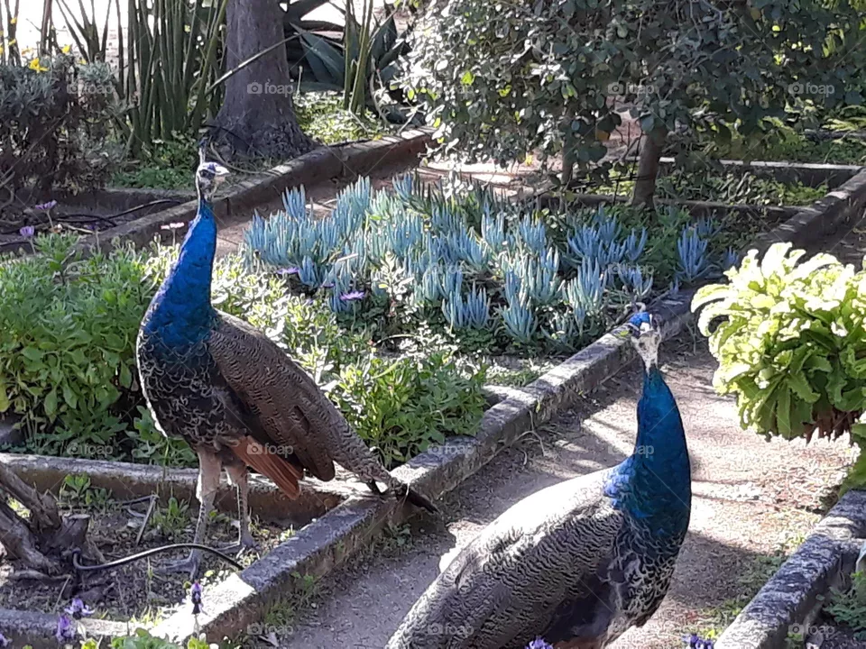 Peacocks