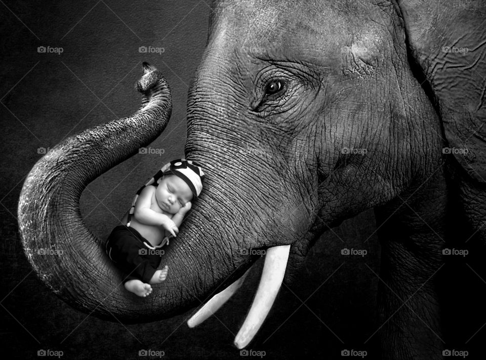 Newborn sleeping on an elephant’s trunk