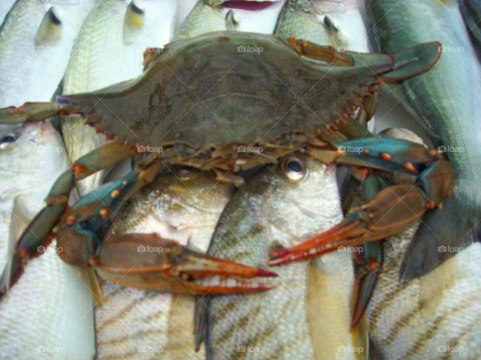 crab,fish