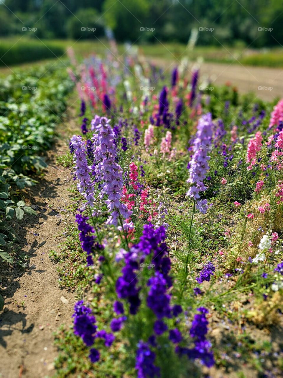 Purple Flowers