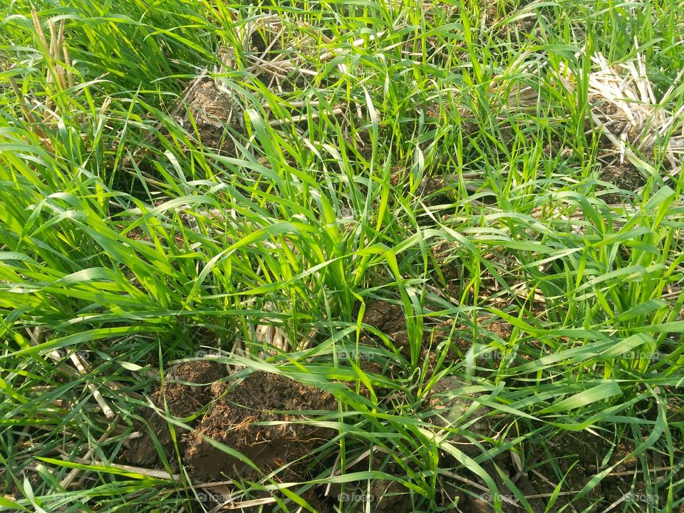 weats cultivation in the field.
