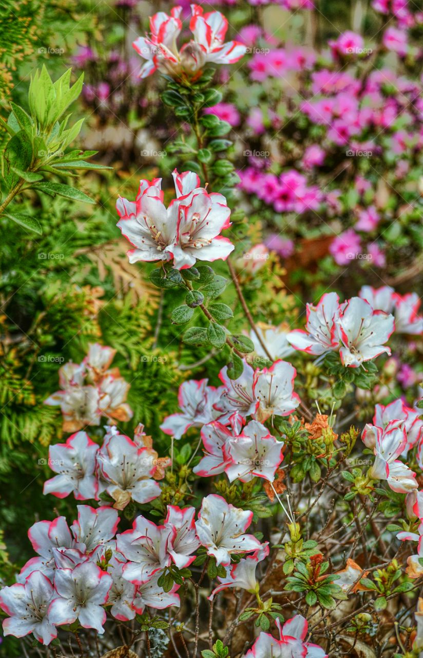 High angle view of multi colored flowers