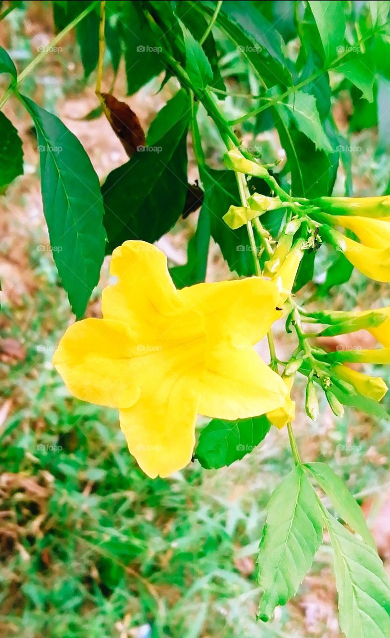 Yellow greenhouse line