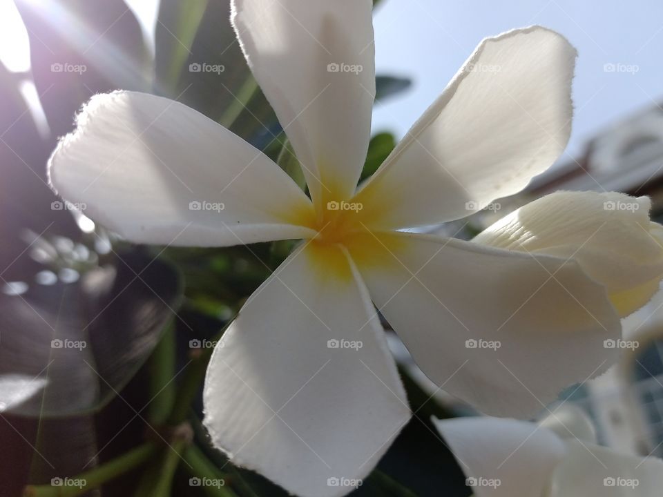 Beautiful Plumeria Flower