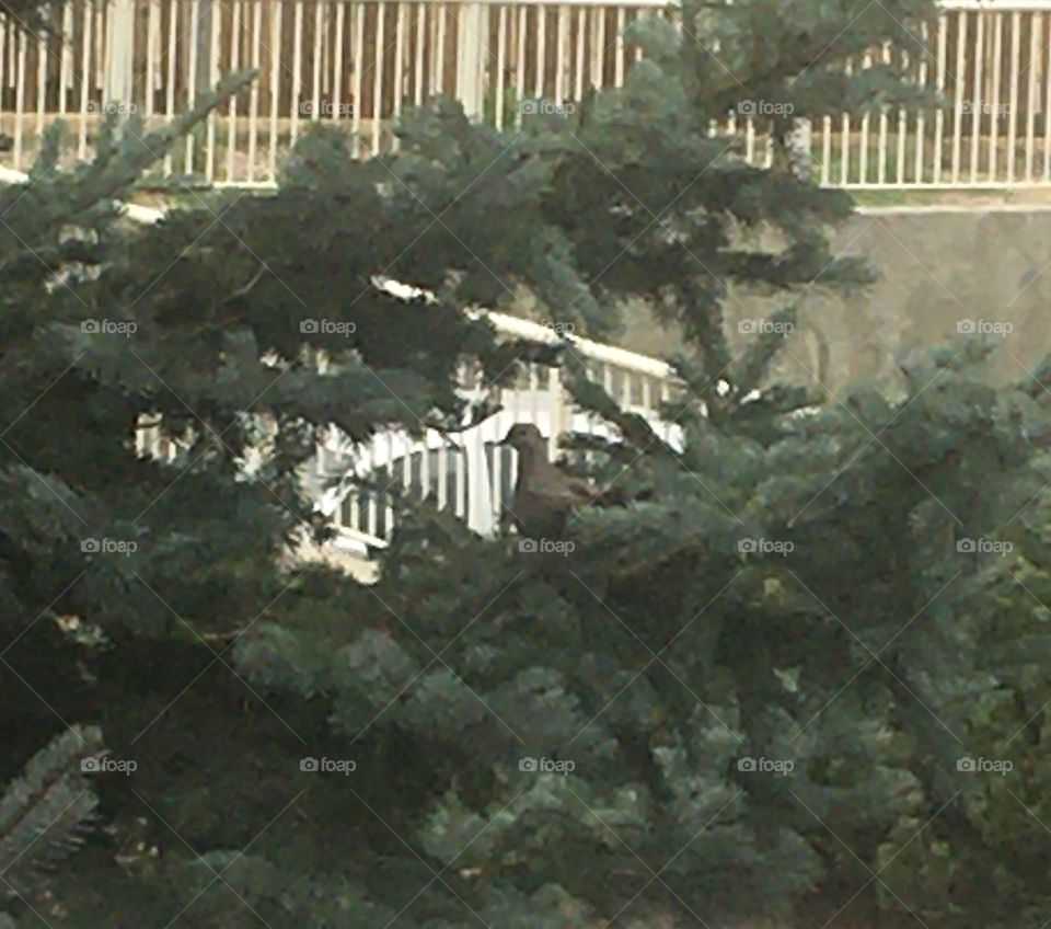 Another picture of my love dove, sitting in a tree, next to my deck, who comes to me a couple times a year, bringing me peace, comfort and joy with its cooing chatter