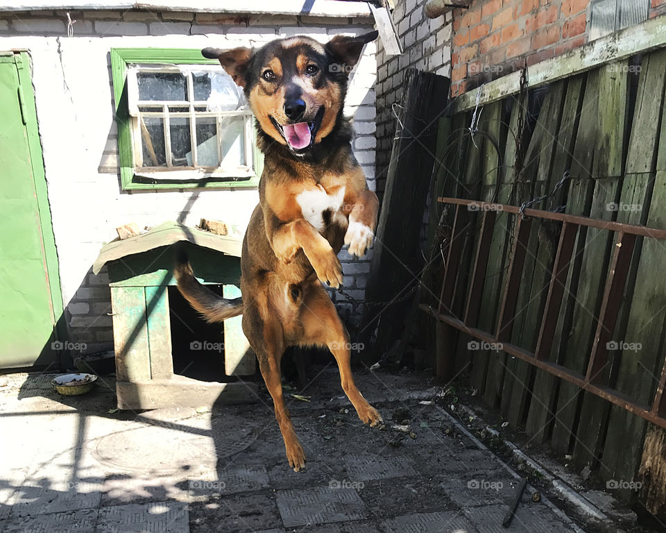 Happily jumping dog at the countryside backyard 