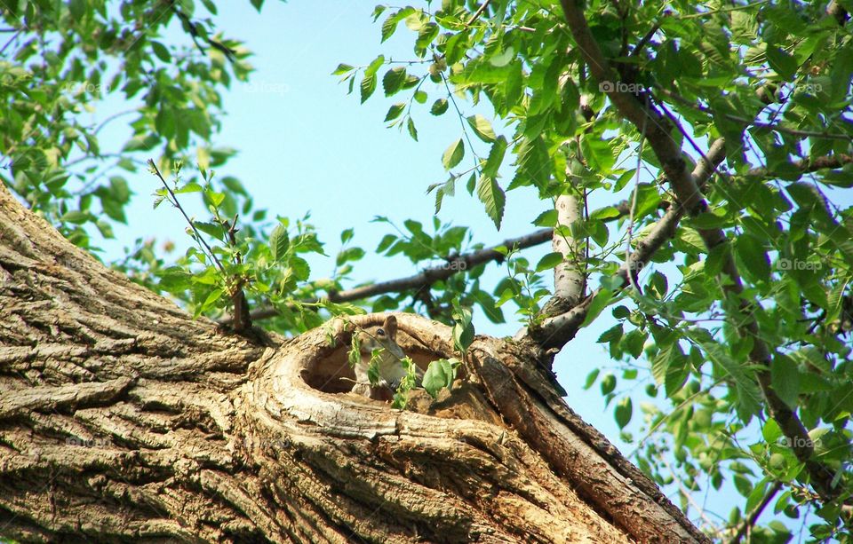 a little squirrel at his home in the forest