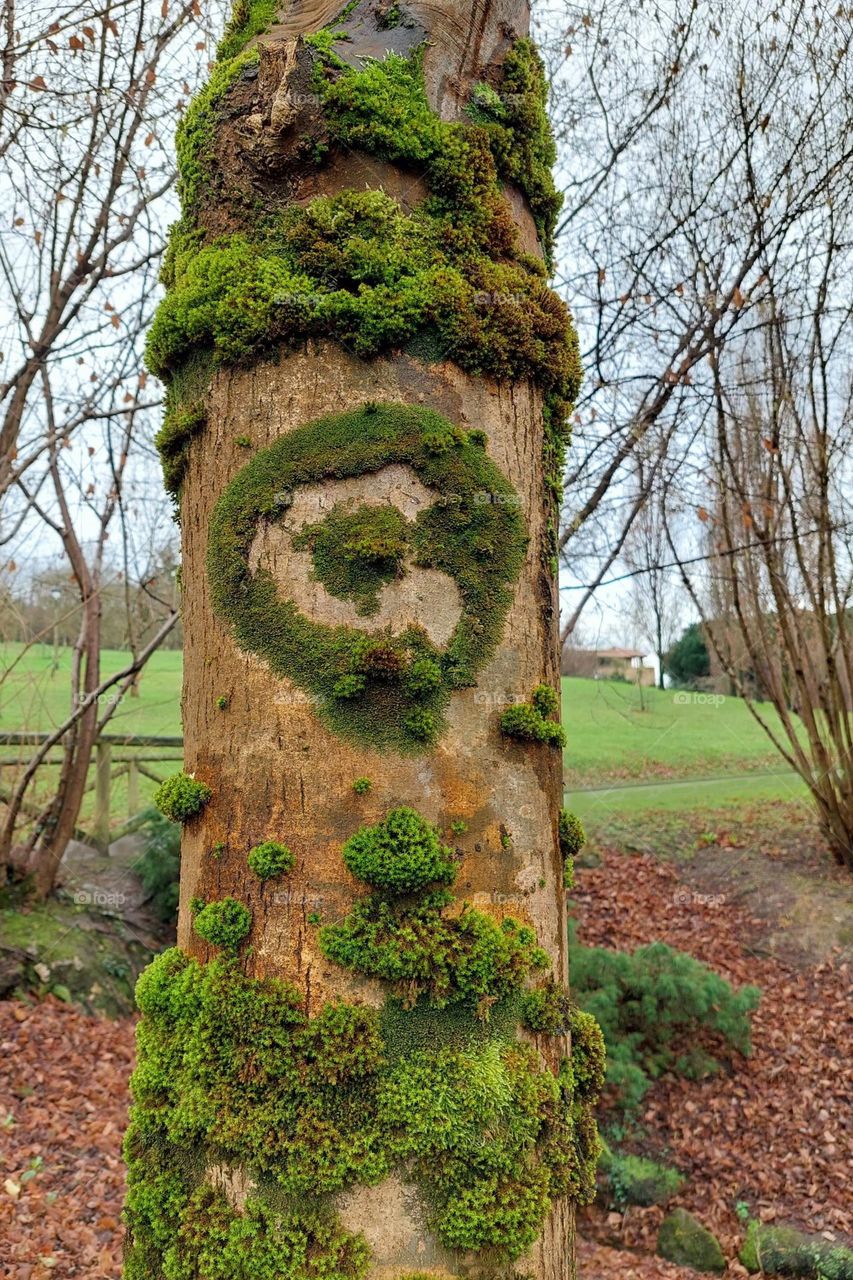 whimsical mossy tree