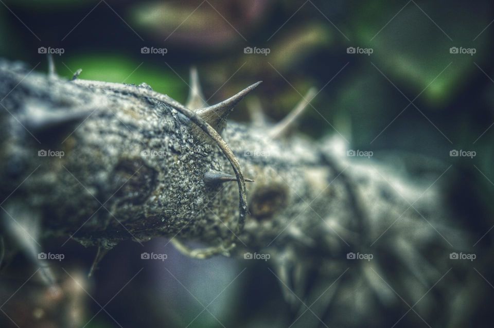 trunk of a thorny plant with thorns. personifies pain and protection from environmental influences.