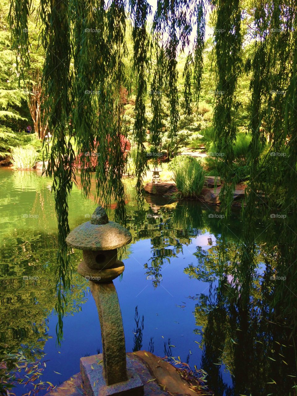 Pond in the Forest 