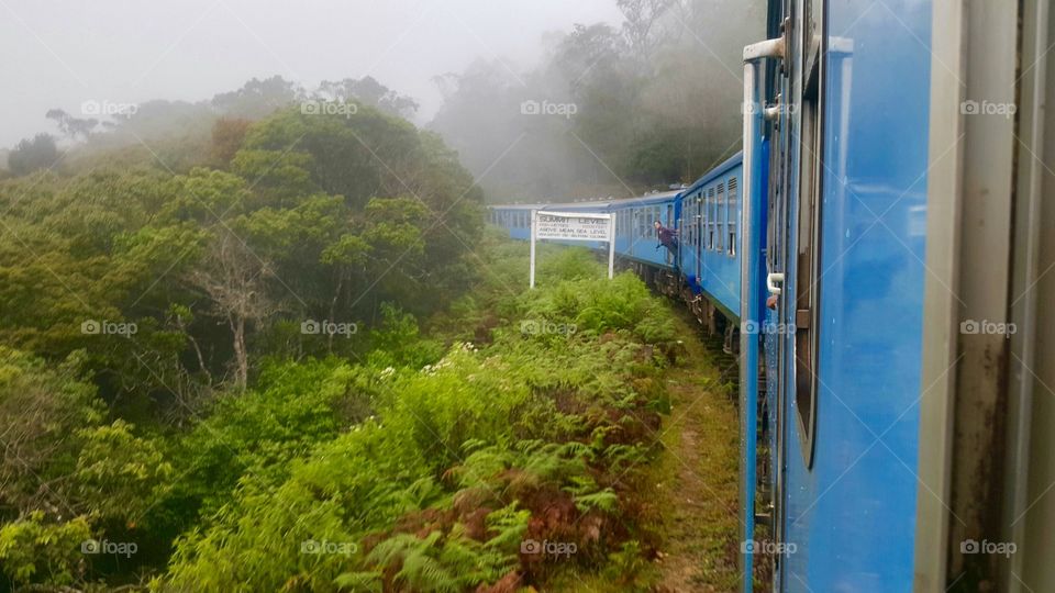 A train in a jungle 