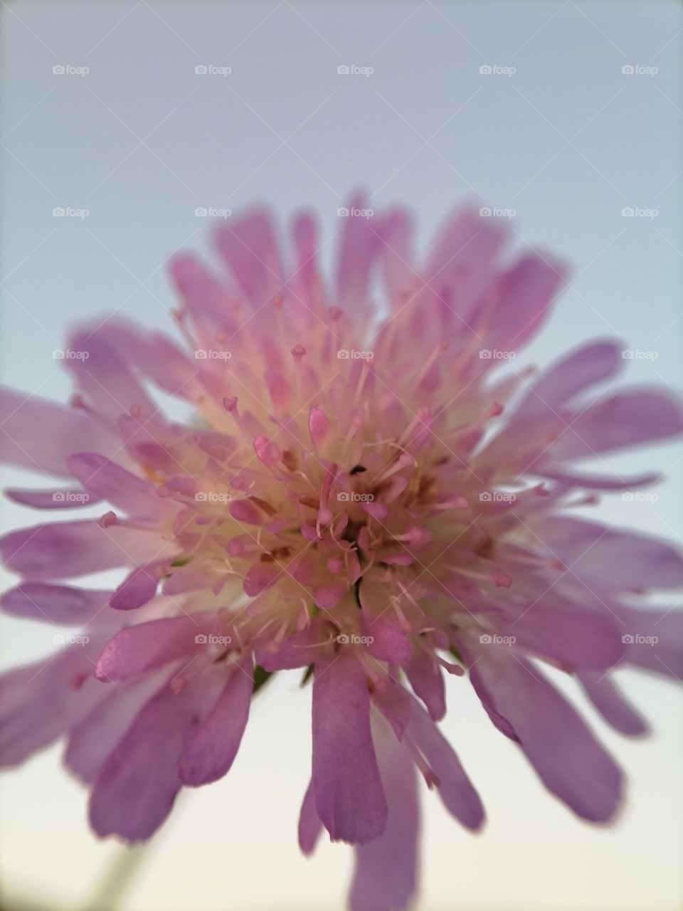 Flowers, roses, daisies, sky, summer, wild flowers, macro, insects,