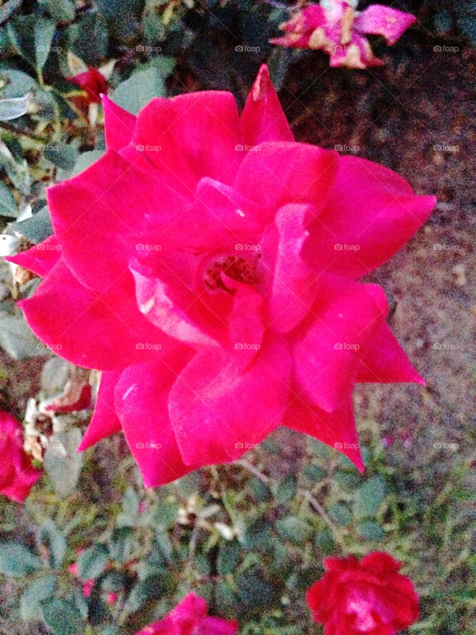Bright reddish pink flower in the fall 