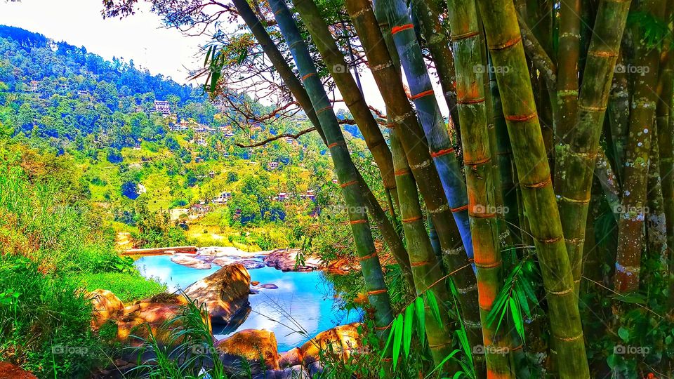 Nature, Wood, Tree, Leaf, Bright